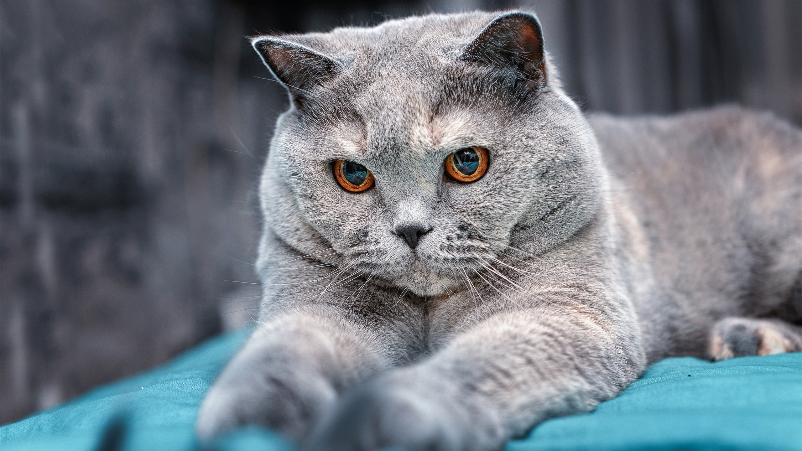 北欧德比惊现血脉偾张终局战，丹麦读秒险胜芬兰的背后是文明与生存的足球辩证法