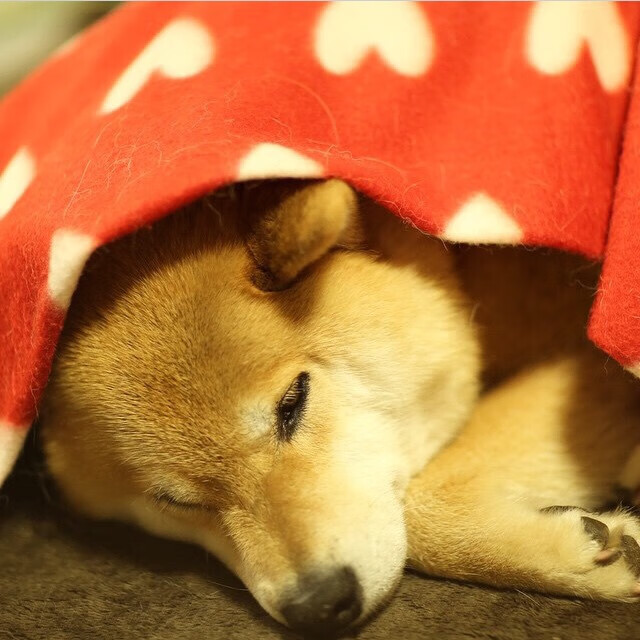 班凯罗关键时刻定乾坤，魔术队稳扎稳打力克开拓者