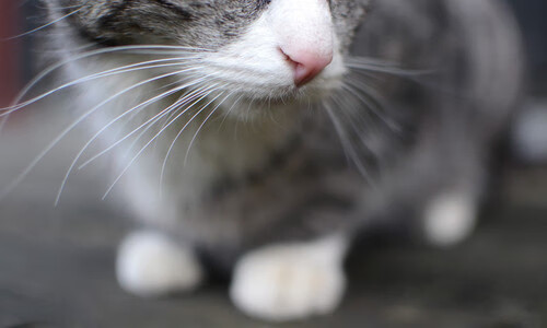 绝杀之夜！伊萨克完美发挥助切尔西压哨击败洪都拉斯