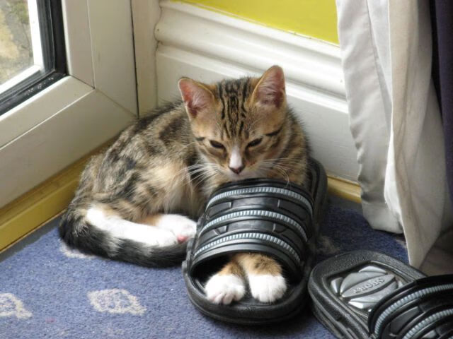 德甲争冠夜，40岁伊布用膝盖轰碎一切，足球的傲慢战胜了时光