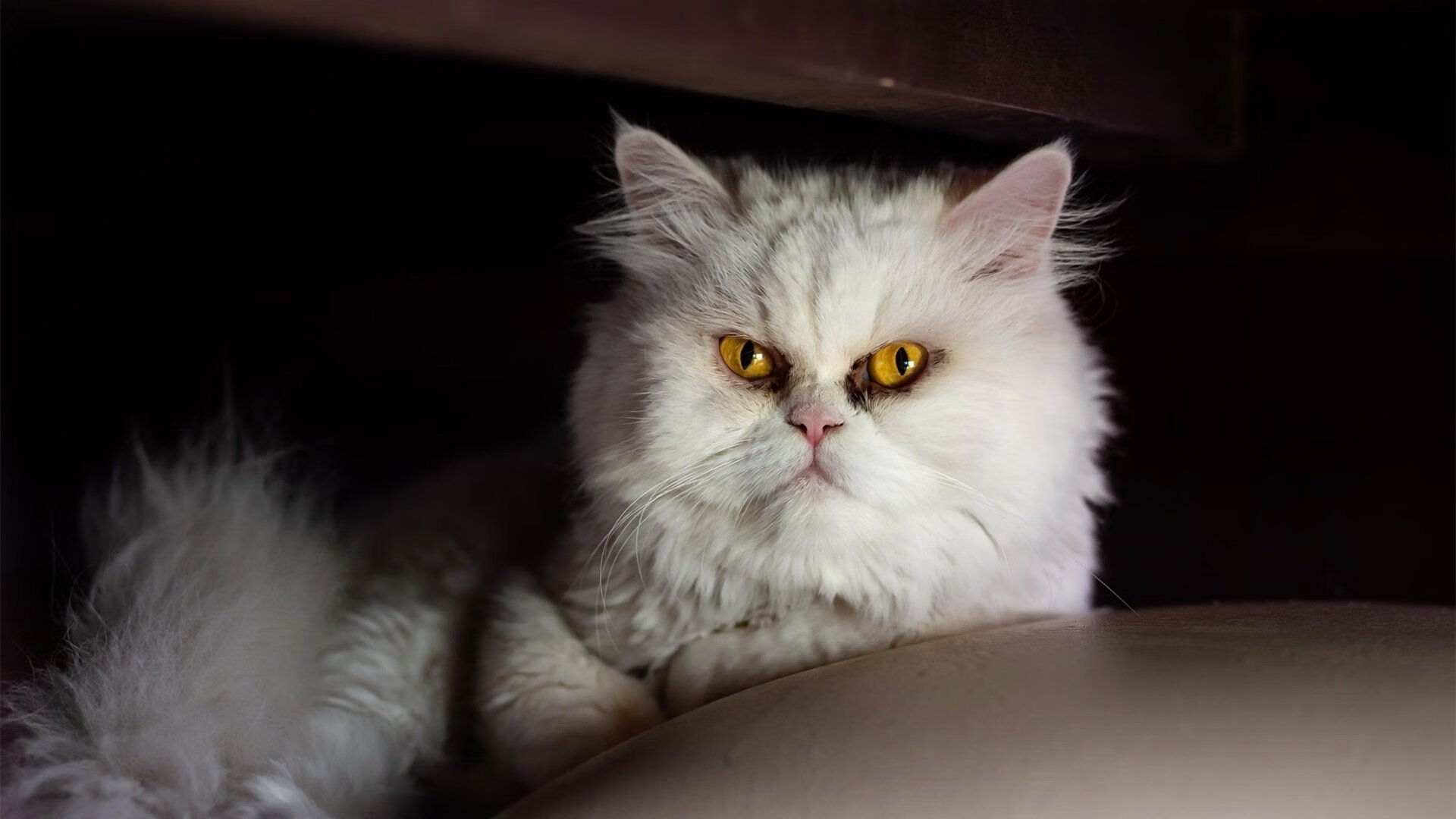 凯恩的节拍器效应，里昂斩落罗马背后的战术灵魂