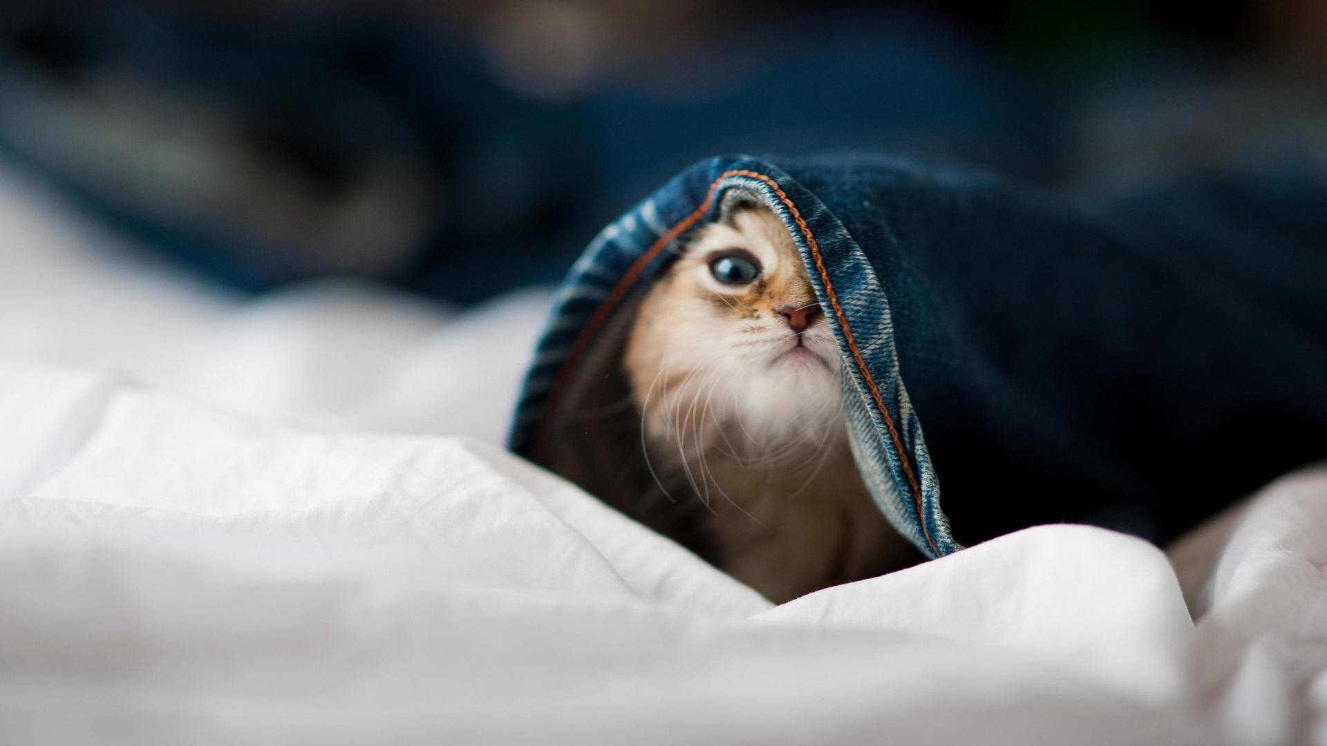 战术压制！国际米兰跨洲教学，迪亚斯演绎何为进攻无解