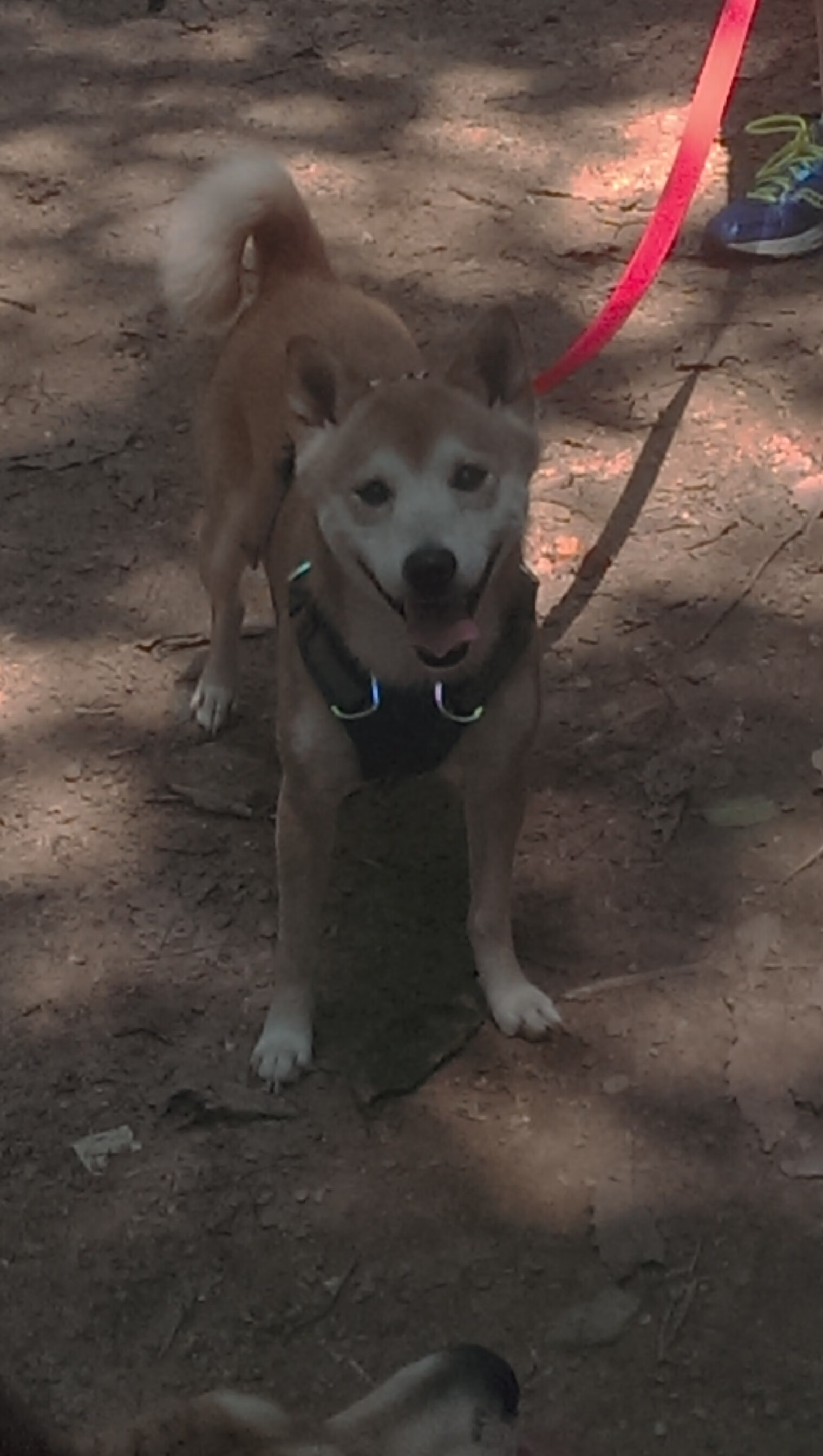 福克斯狂飙40分，猛龙压哨绝杀辽宁队惊险取胜