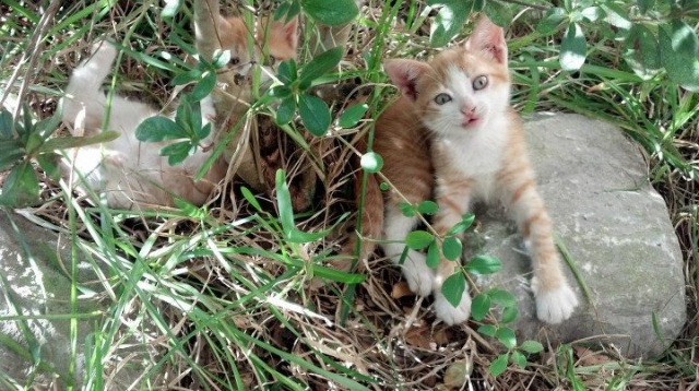 东方力量对决，当德罗赞的中距离艺术碾压江南水乡的篮球诗篇