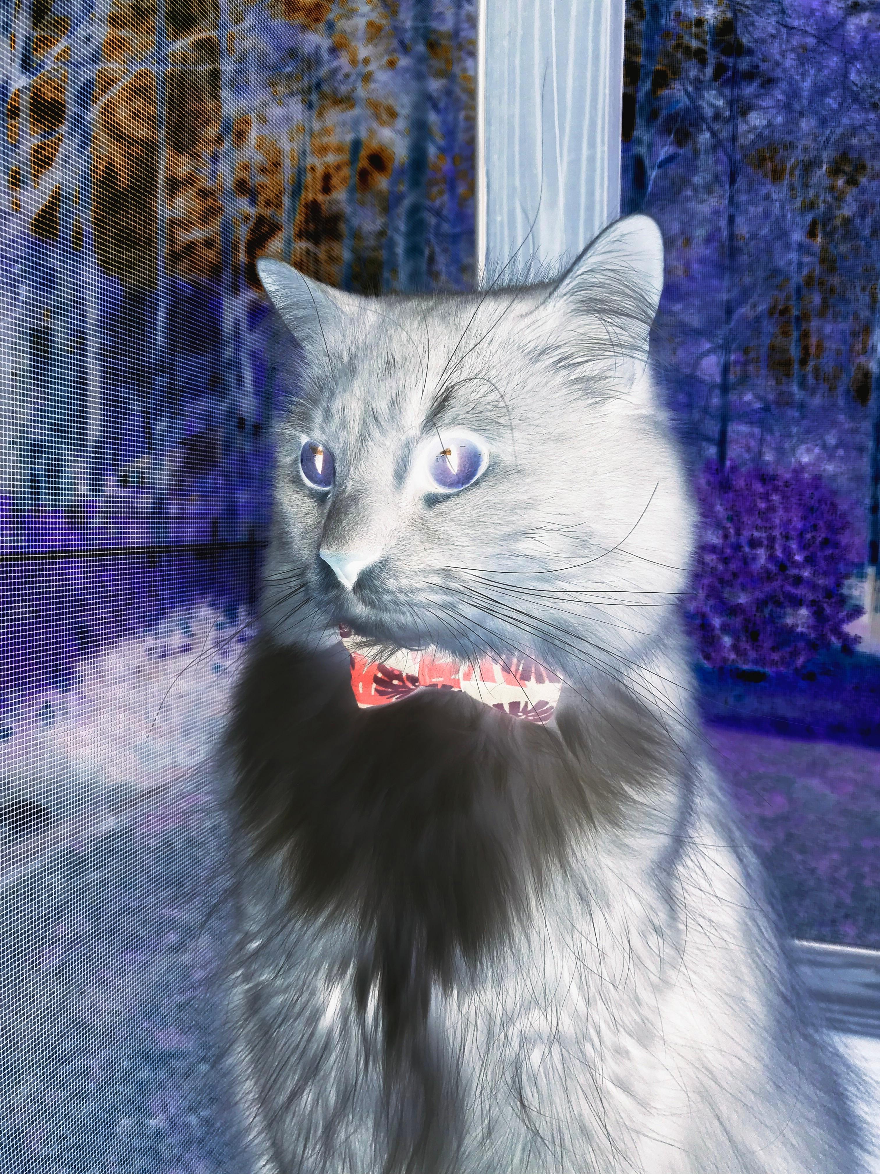 攻防一体，蒂亚戈闪耀NBA总决赛之夜