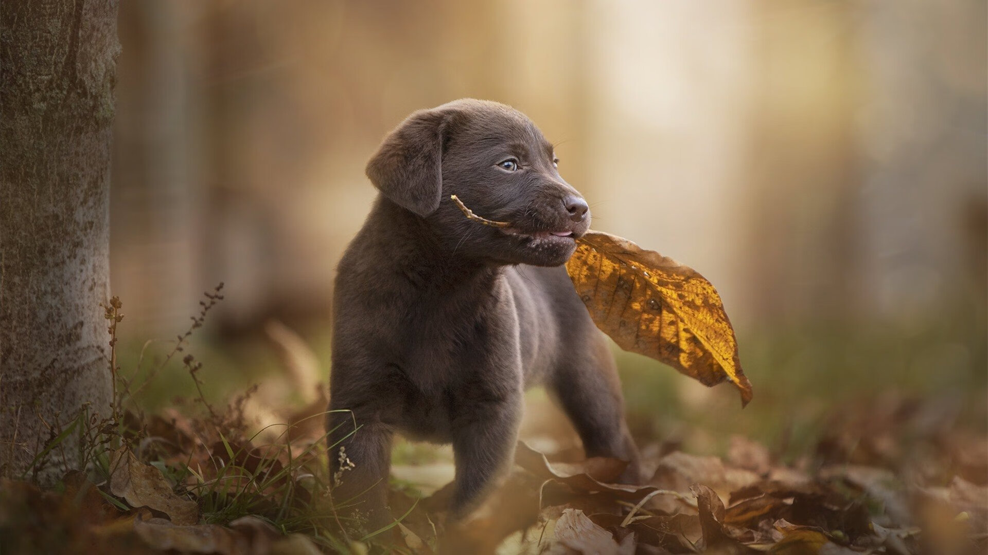 独舞之夜，京多安以一己之力主宰德甲争冠战