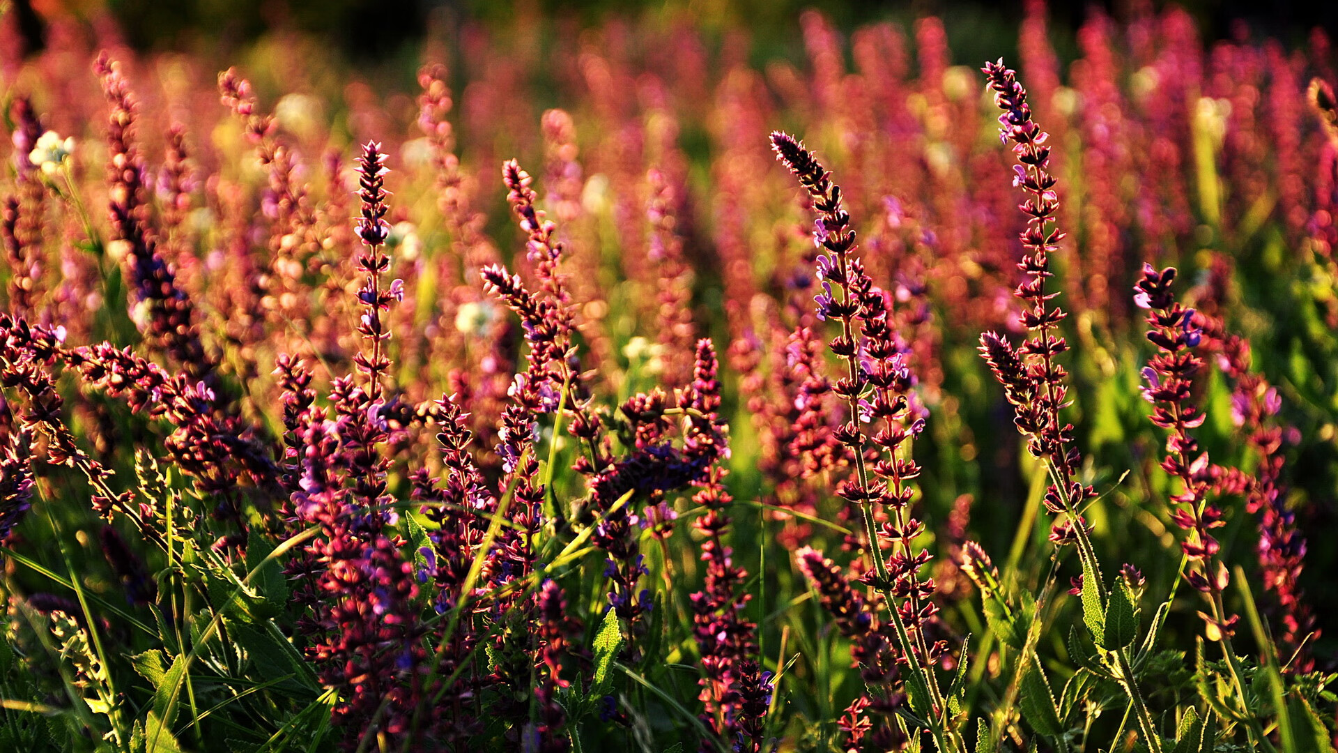 欧冠半决赛焦点战，足球王者遭爵士铁血防守狙击