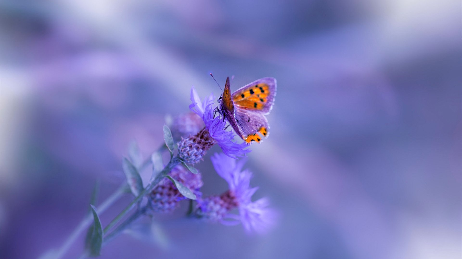 绝境之王！东决关键战之夜，罗德里末节19分接管比赛