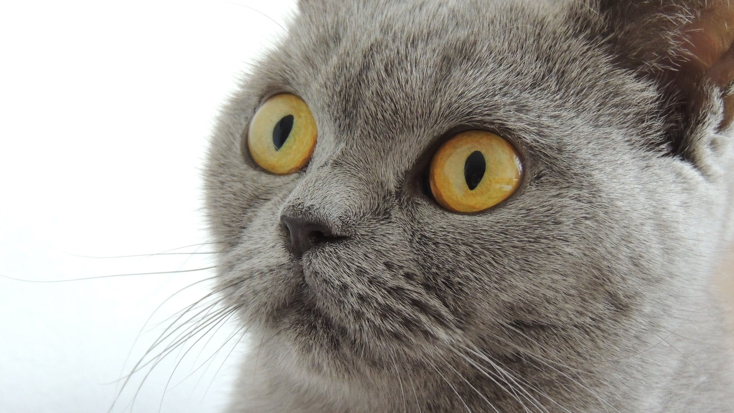 绝杀与接管,当广东的坚韧照亮欧文的魔法