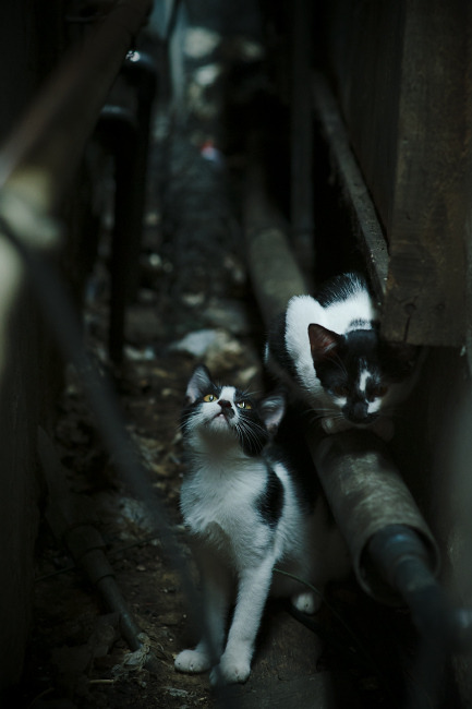 黄潜欧冠夜征服葡国，钢铁神墙库尔图瓦点燃烧全场