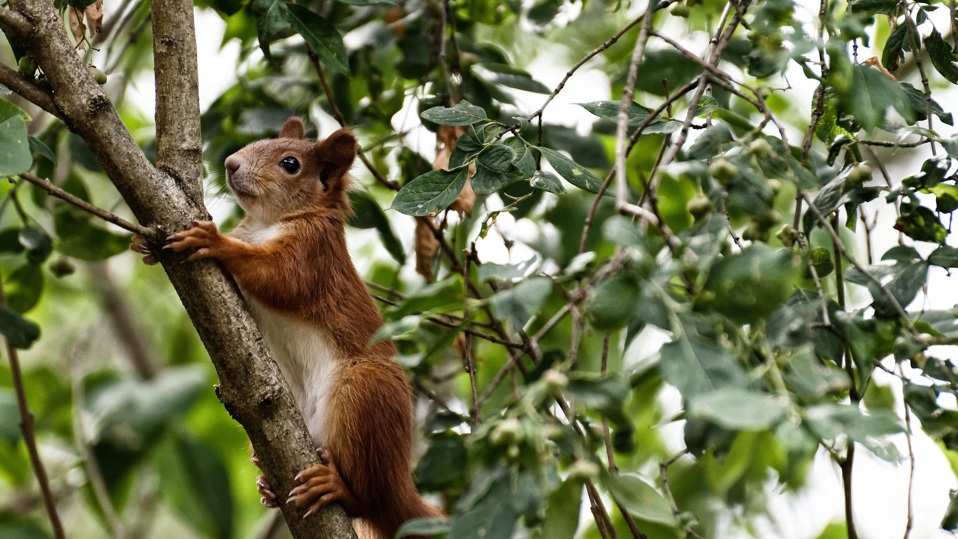 死神镰刀挥向亚特兰大,字母哥关键回合展现巨星本色
