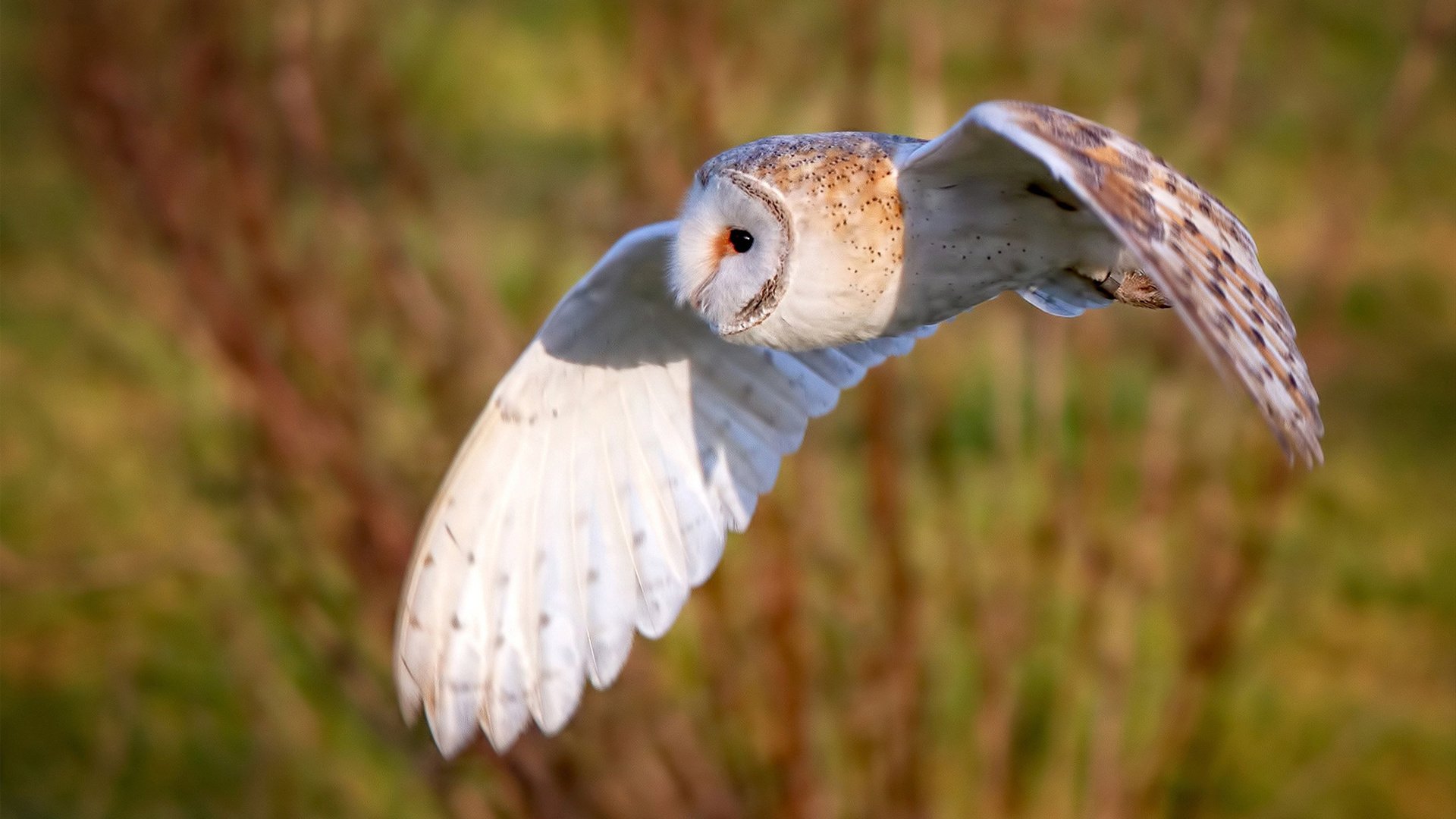 风暴眼中的缄默基石，迪亚斯与英超争冠夜的攻防辩证法