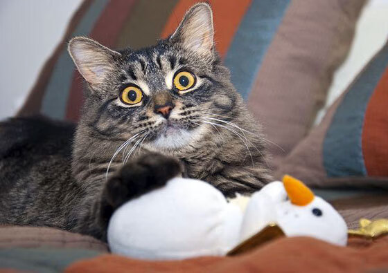 降维打击!独行侠27分击溃新疆,欧文欧冠半决赛无解接管