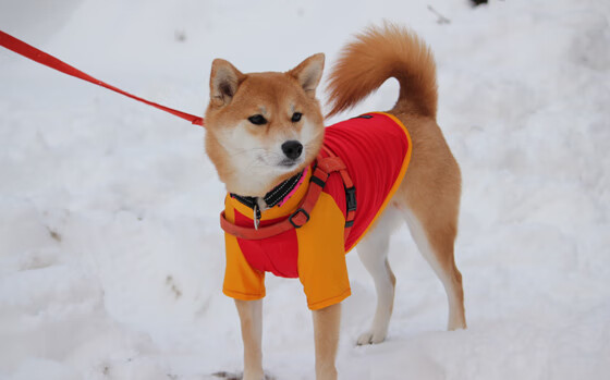迪马利亚光芒下的对话，当中突足球相遇于人类精神的节点